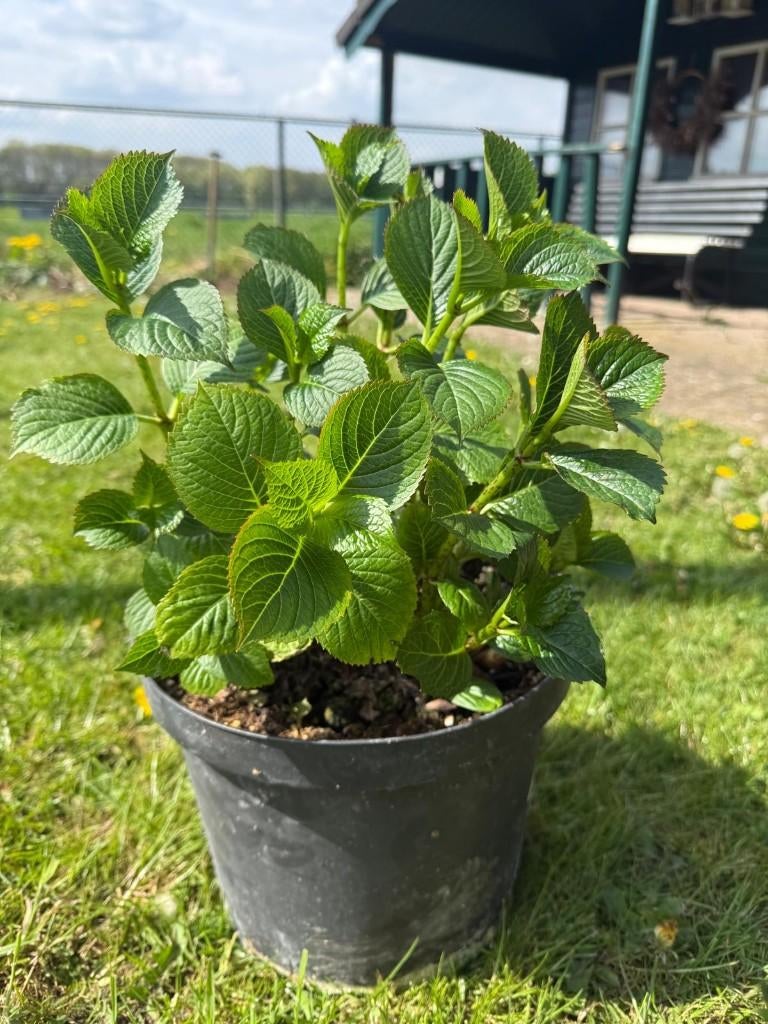 KOOPJE HORTENSIA KOOPJE, Ophalen, Overige soorten, Halfschaduw