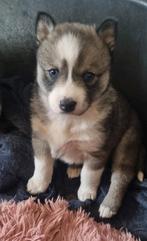 De allerschattigste Husky puppies agouti kleur, Dieren en Toebehoren, Honden | Poolhonden, Keeshonden en Oertypen, België, Fokker | Hobbymatig