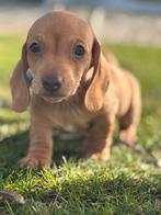 Prachtige redcream teckel pups kaninchen x dwerg, Parvo, 8 tot 15 weken, Korthaar, Dwerg