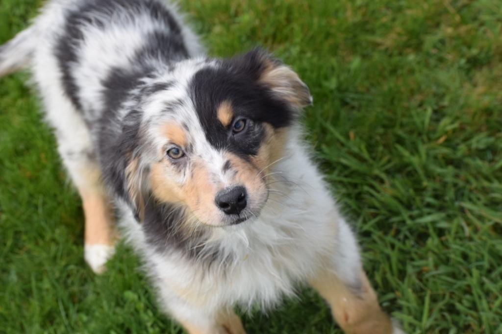 Australische herder pups Aussi, Dieren en Toebehoren, België, 15 weken tot 1 jaar, Parvo, Meerdere
