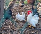 Chabo kriel Toom, Dieren en Toebehoren, Pluimvee, Meerdere dieren, Kip