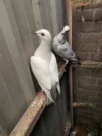 Duiven, Meerdere dieren, Overige soorten