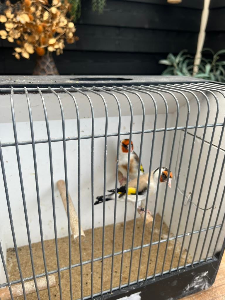 Majoor putter ruilen gouldamadine koppels mogelijk, Meerdere dieren, Bastaard