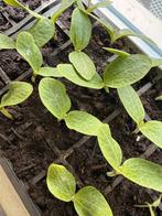 Courgette plantjes en meer 🌱🥒🍆🍅🍉🌸, Ophalen, Volle zon, Groenteplanten, Eenjarig