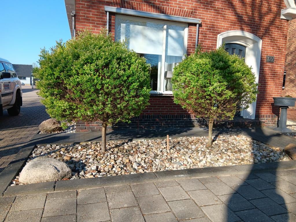 Gratis 2 salix bomen, Ophalen of Verzenden