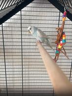 Grasparkiet (man) gratis ophalen, Mannelijk