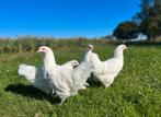 Raszuivere groothoenders Australorp wit, Dieren en Toebehoren, Pluimvee, Mannelijk, Kip