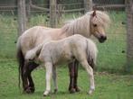 * Unieke kans* prachtige NMPRS kudde!, Dieren en Toebehoren, Paarden en Pony's | Dekhengsten en Fokmerries, Meerdere dieren