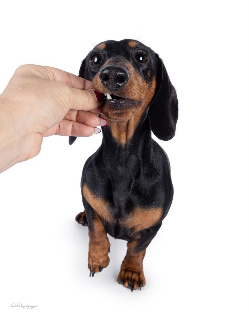 Kaninchen teckel dekreu met stamboom, Dieren en Toebehoren, Honden | Teckels en Dashonden, Kaninchen, Reu, Korthaar, Parvo