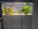 Aqualantis aquarium + discus vissen, Ophalen, Gevuld zoetwateraquarium