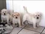 Prachtige labrador pups, Nederland, Labrador retriever, Meerdere, Meerdere dieren