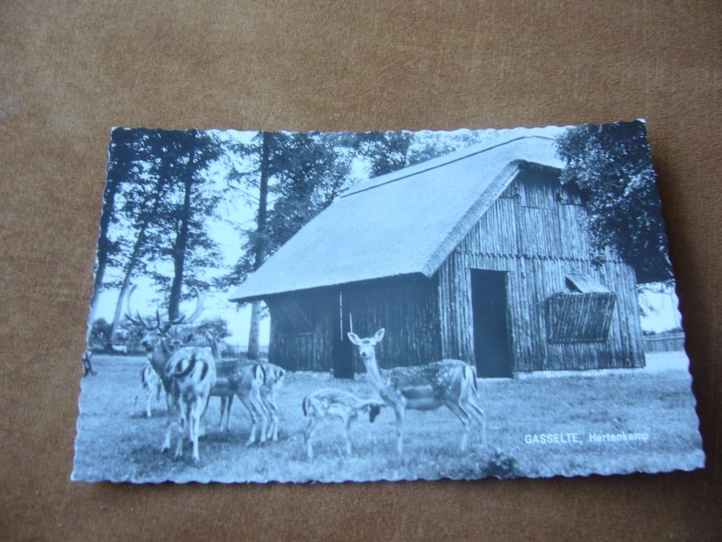 GASSELTE  =  HERTENKAMP, Ophalen of Verzenden, 1940 tot 1960, Gelopen, Drenthe