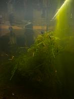 Caradina garnalen, Dieren en Toebehoren, Kreeft, Krab of Garnaal