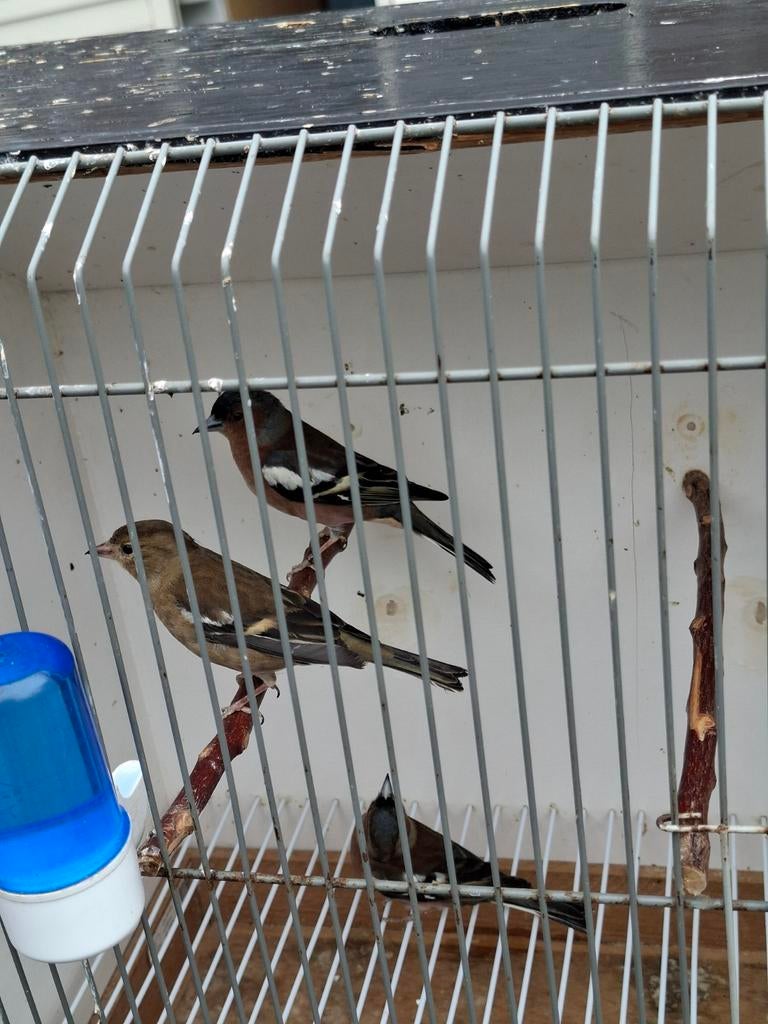 Vink koppel, Dieren en Toebehoren, Meerdere dieren, Kleurkanarie