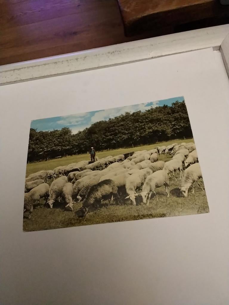 GROETEN UIT WESTERBORK. HERDER MET ZIJN SCHAPEN, Ophalen of Verzenden