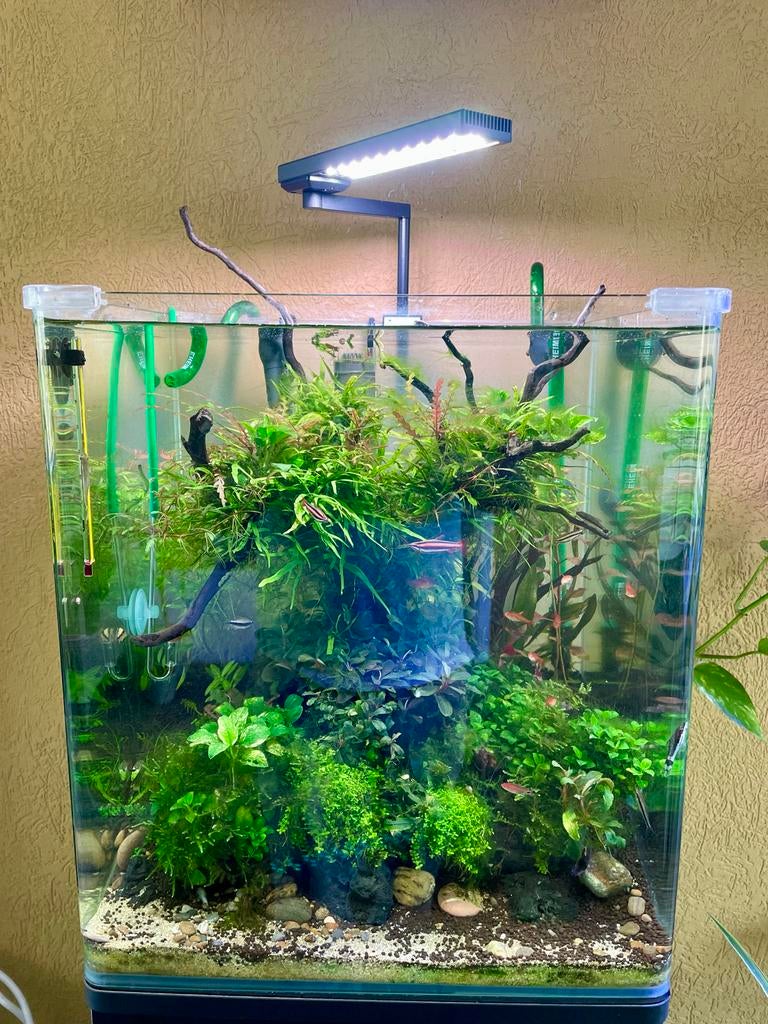 Prachtig "high-tech" zoetwateraquarium te koop, Dieren en Toebehoren, Vissen | Aquaria en Toebehoren, Ophalen, Gebruikt, Gevuld zoetwateraquarium