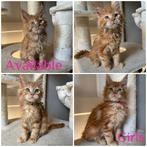 4 prachtige maine coon dames tekoop., Poes, Met stamboom, 0 tot 2 jaar