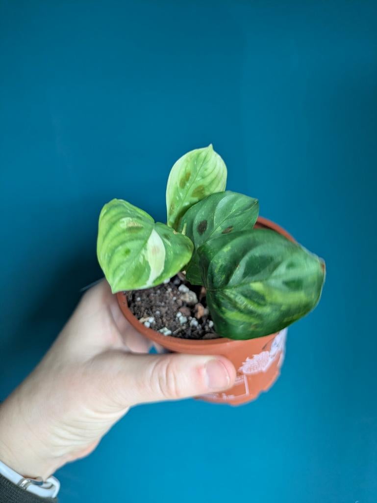 Marantha Kerchoveana variegata plantje, Huis en Inrichting, Kamerplanten, Ophalen of Verzenden, Halfschaduw, Minder dan 100 cm