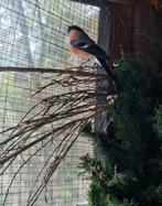 Te koop kleine goudvink man 2025, Mannelijk, Wildzangvogel, Geringd