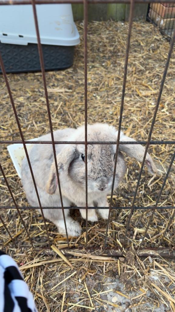 Konijnen bieden van af €1,00,-, Dieren en Toebehoren, Meerdere dieren, Middelgroot, Hangoor, 0 tot 2 jaar
