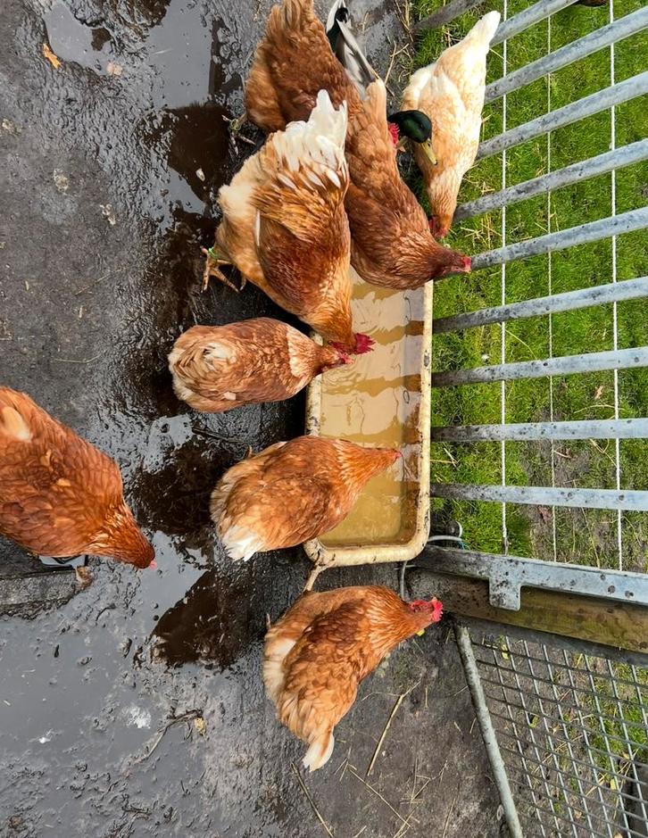 Legkip broedeieren., Dieren en Toebehoren, Pluimvee, Kip, Geslacht onbekend