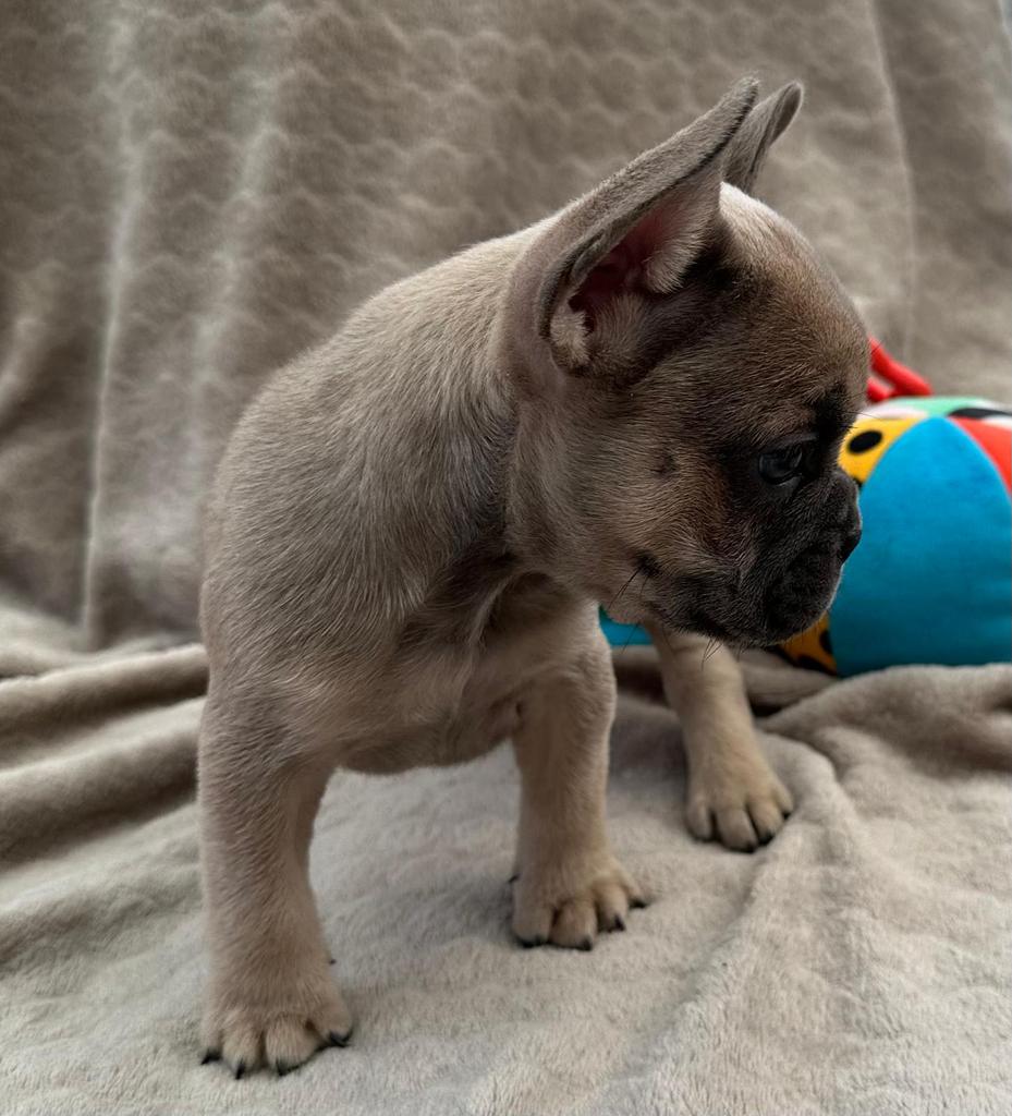 Franse bulldog blue fawn tan reu, Reu, 8 tot 15 weken, Parvo, Bulldog