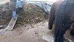 paardenmest zonder urine! voor moestuin of grondverbeteraar, Ophalen, Mest