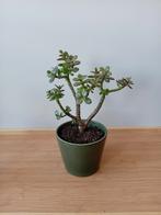 Crassula bonsai 25cm, Ophalen, Vetplant, Halfschaduw, In pot