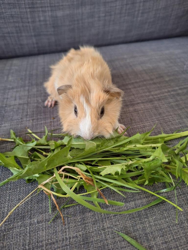Crème wit borstelzeugje van 4 weken, Dieren en Toebehoren, Knaagdieren, Vrouwelijk, Tam, Maart, Cavia