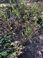 Hortensia, Tuin en Terras, Ophalen, Overige soorten, Halfschaduw