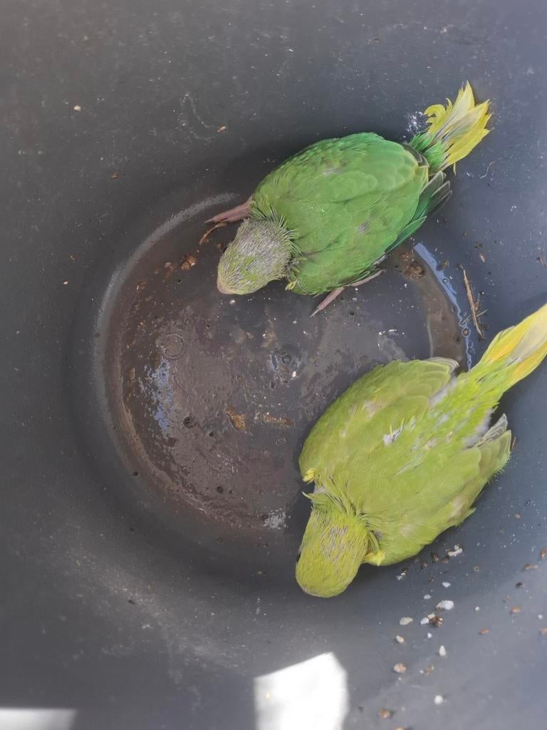 Tekoop baby halsbanden, Meerdere dieren, Parkiet