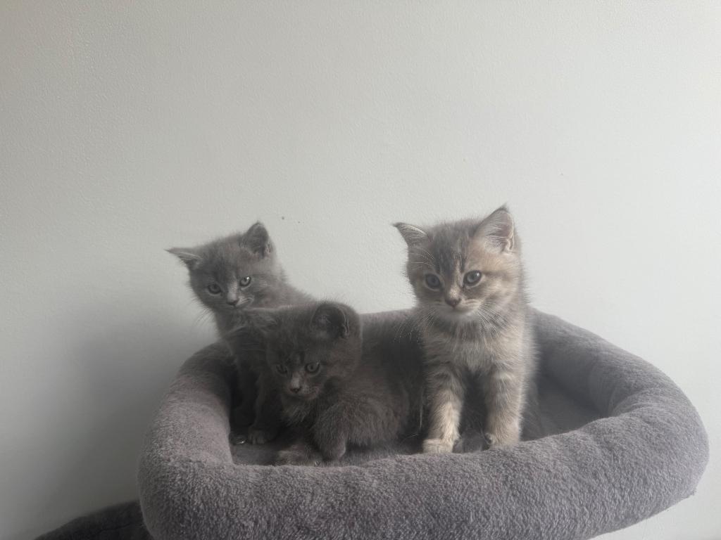 Britse korthaar kittens, Dieren en Toebehoren, Katten en Kittens | Raskatten | Korthaar, Meerdere dieren, Ontwormd