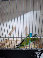 Koppel splendid, Meerdere dieren, Parkiet