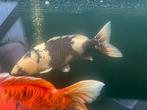 Japanse koi karpers, Karper of Koi