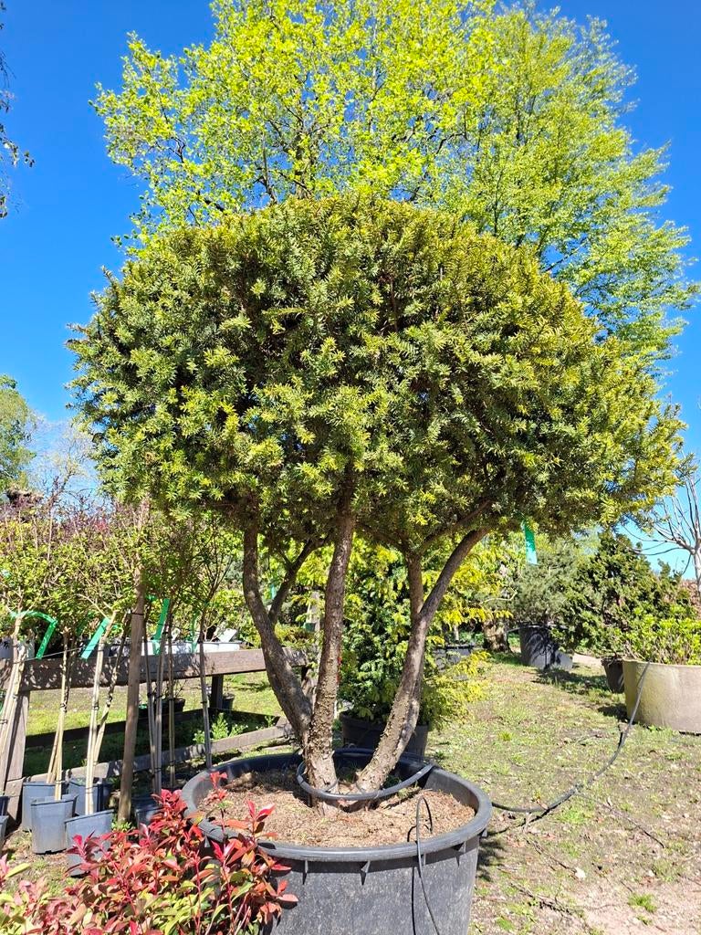 Taxus parasol in pot, Bloeit niet, Overige soorten, 100 tot 250 cm, Ophalen