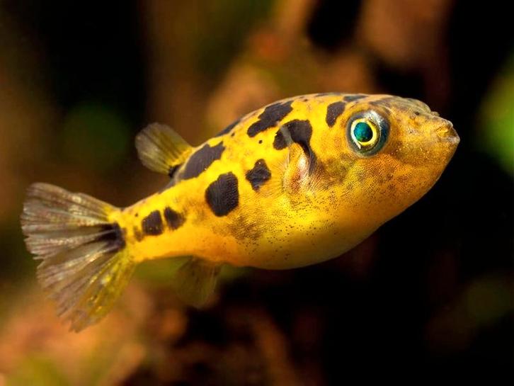 Carinotetraodon travancoricus - Kogelvis - Koidream Valburg, Dieren en Toebehoren, Vissen | Aquariumvissen, Zoetwatervis, Vis