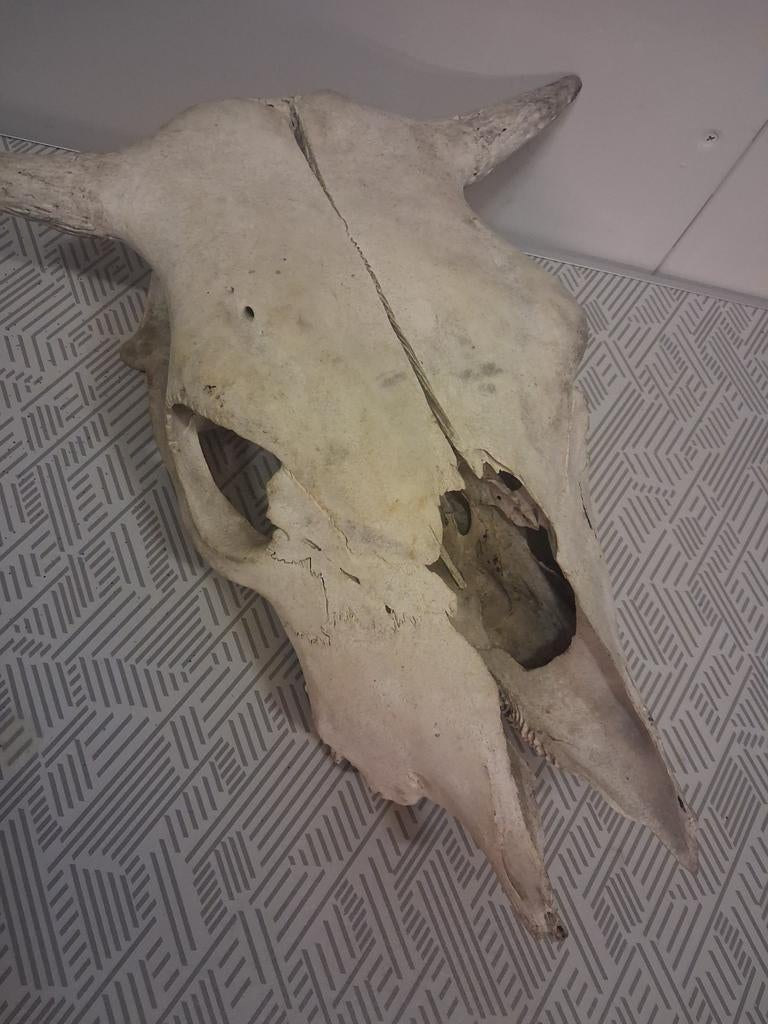 Grote schedel koe, Ophalen of Verzenden, Overige typen