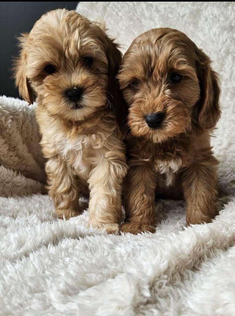 Maltipoo  pups, Overige rassen, 8 tot 15 weken, Meerdere, Meerdere dieren