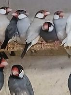 Te koop rijstvogels zebravinken  en meer, Meerdere dieren, Tropenvogel, Geringd