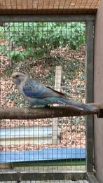 Rosella in pastel blauw / opaline en zwart, Mannelijk, Parkiet, Geringd