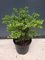 Ilex crenata ‘Convexa’ (Japanse hulst), Ophalen, Lente, Overige soorten, Halfschaduw