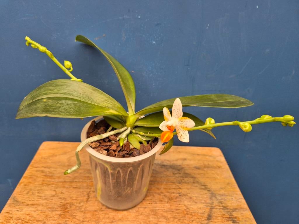 Orchidee Phalaenopsis Minimark p9 (1)