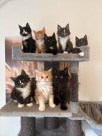 Prachtige maine coon kittens, Meerdere dieren, Langharig, 0 tot 2 jaar