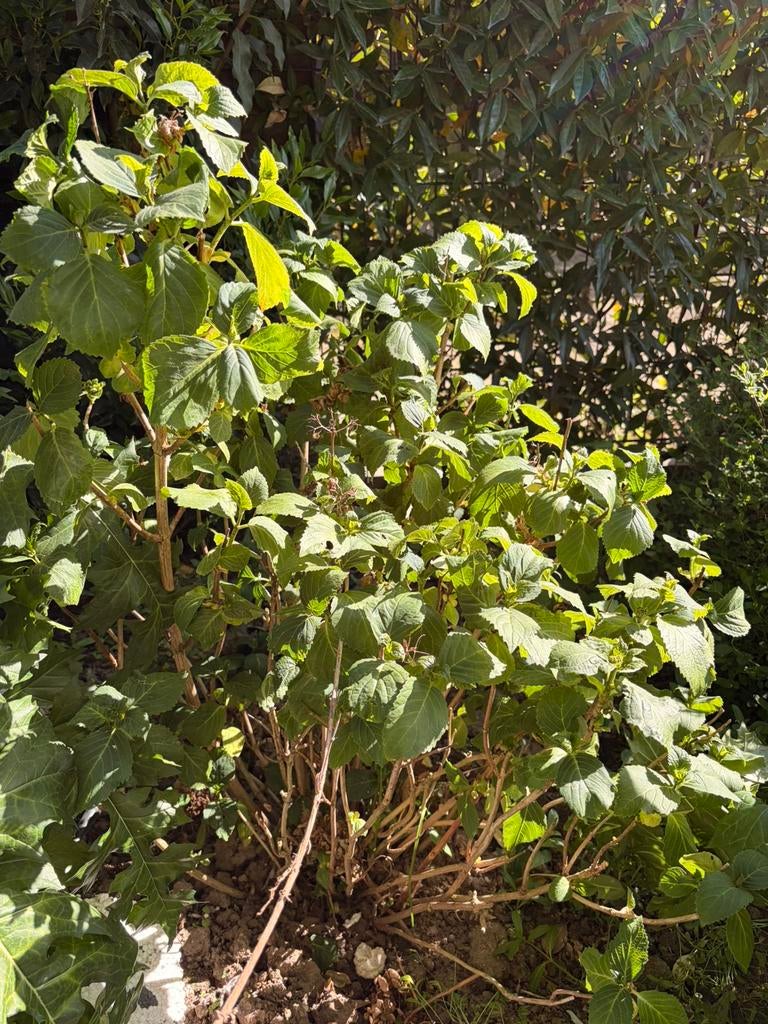 Hortentia 2, Ophalen, Hortensia, Struik, Minder dan 100 cm
