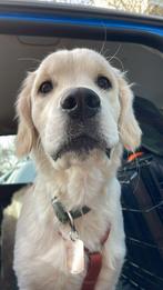 Gezocht: oppas / gastgezin voor golden retriever pup 5 maand