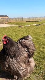 Orpington broedeieren, Groot ras, Geslacht onbekend, Kip