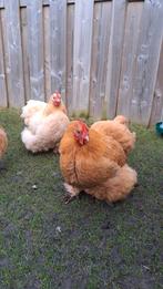 2 tamme cochin kippen aangeboden. 2 j oud., Dieren en Toebehoren, Pluimvee, Vrouwelijk, Kip