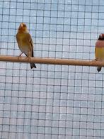 Bastaard bloemputter/waterslager, Dieren en Toebehoren, Vogels | Overige Vogels, Mannelijk