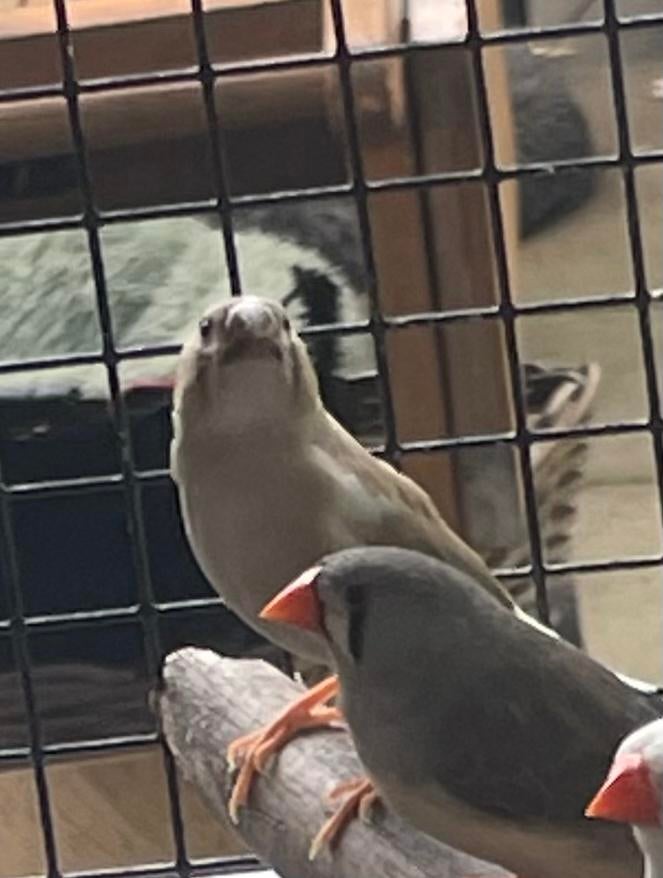 Zebravinken, Dieren en Toebehoren, Vogels | Overige Vogels, Meerdere dieren, Tropenvogel