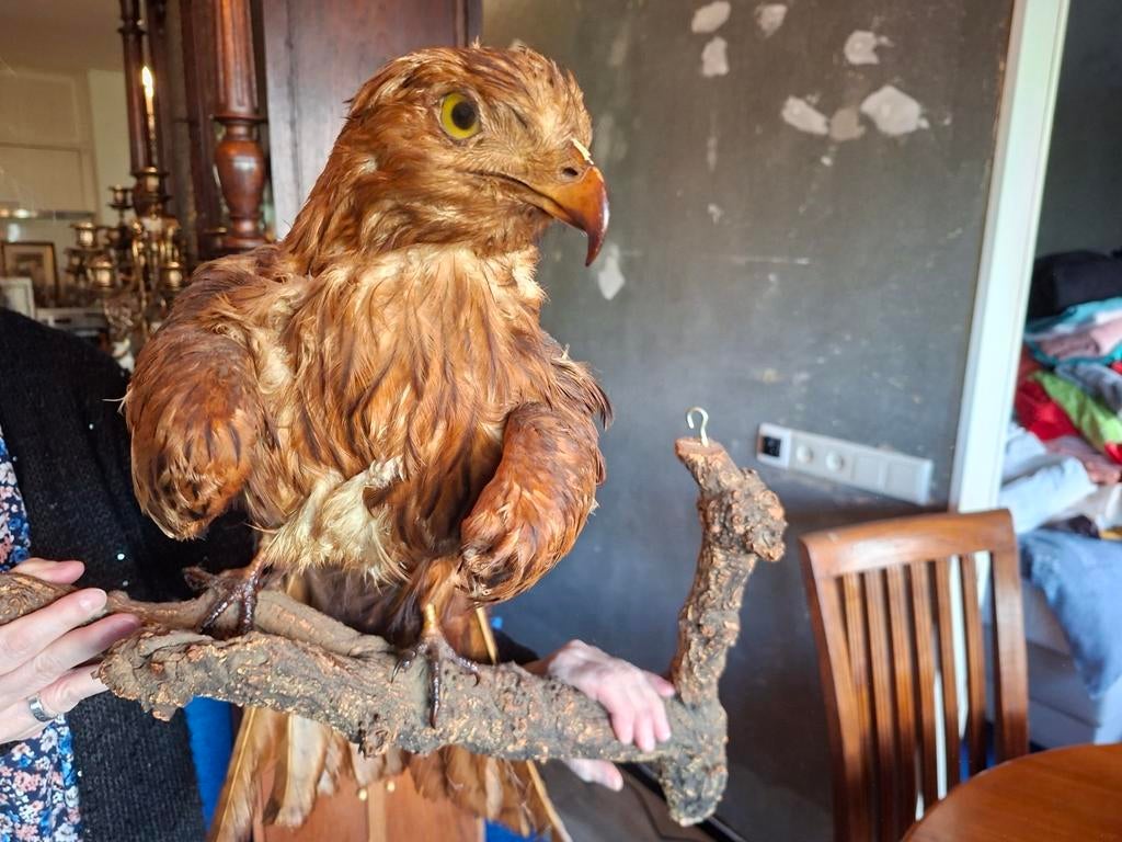 Opgezette roofvogel op tak, Antiek en Kunst, Ophalen
